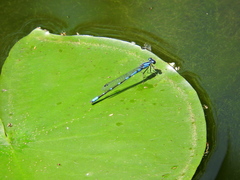 Enallagma praevarum