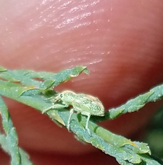 Coniatus splendidulus