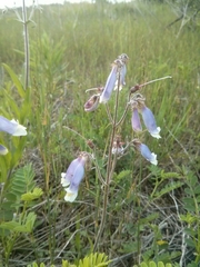 Penstemon hirsutus
