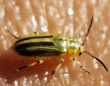 Northern Tamarisk Beetle photo 2