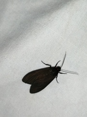 Aclytia