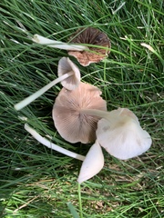 Candolleomyces candolleanus