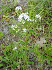 Sericocarpus linifolius
