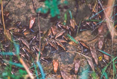 Clinotarsus curtipes