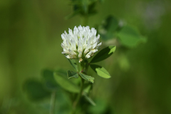 Trifolium alexandrinum
