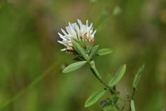 Trifolium alexandrinum