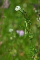 Trifolium alexandrinum