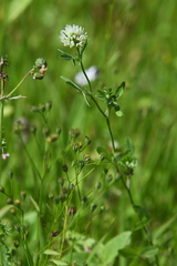 Trifolium alexandrinum