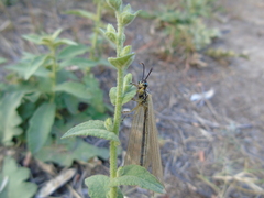 Myrmecaelurus trigrammus