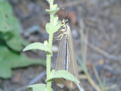 Myrmecaelurus trigrammus