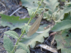 Myrmecaelurus trigrammus