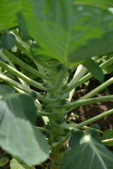 Brassica oleracea gemmifera