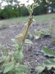 Myrmecaelurus trigrammus