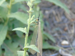 Myrmecaelurus trigrammus