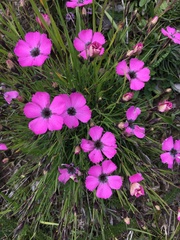 Dianthus pavonius
