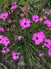Dianthus pavonius