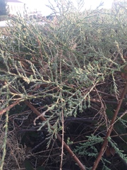 Tamarix