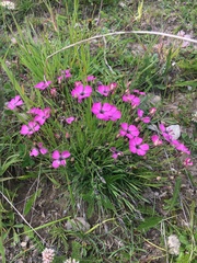 Dianthus pavonius
