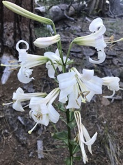 Lilium washingtonianum