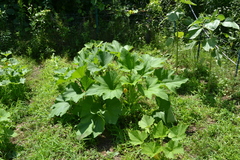 Cucurbita maxima maxima