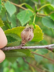 Acalitus calycophthirus