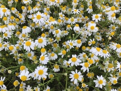 Anthemis cotula
