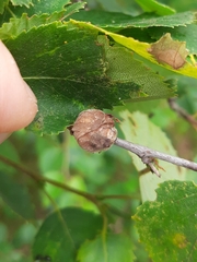 Acalitus calycophthirus