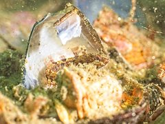 Neoclinus uninotatus