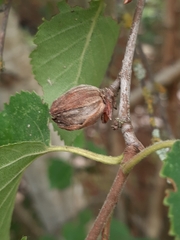 Acalitus calycophthirus