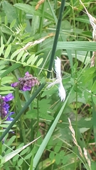 Pterophorus pentadactyla