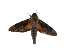 Erinnyis crameri