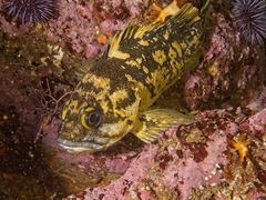 Sebastes chrysomelas