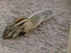 Funambulus pennantii