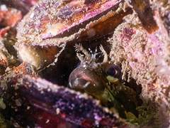 Neoclinus uninotatus