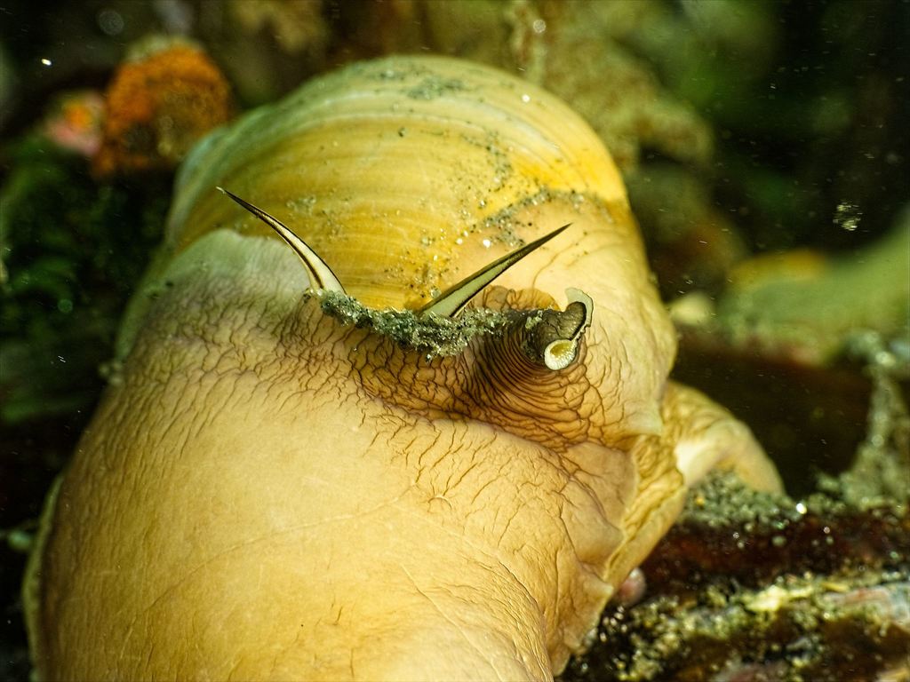 Lewis's Moon Snail (Savary Island ) · iNaturalist