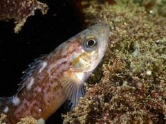 Sebastes serranoides