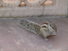 Funambulus pennantii