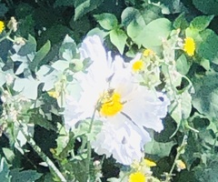 Romneya coulteri
