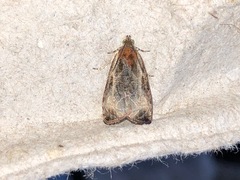 Olethreutes quadrifidum