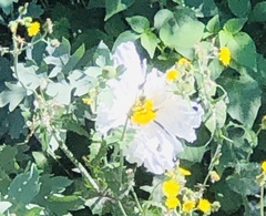 Romneya coulteri