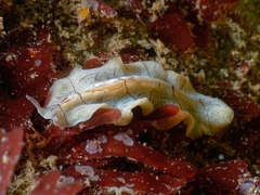 Eurylepta californica
