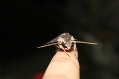 Erinnyis crameri