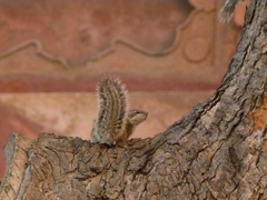 Funambulus pennantii