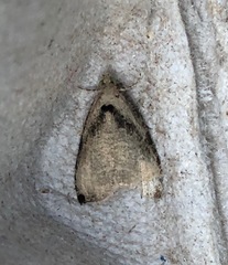 Olethreutes exoletum