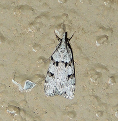 Scoparia palloralis