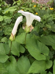 Calystegia × lucana