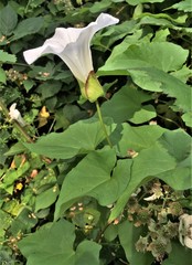 Calystegia × lucana