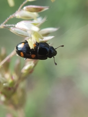 Glischrochilus hortensis