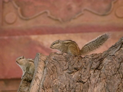 Funambulus pennantii