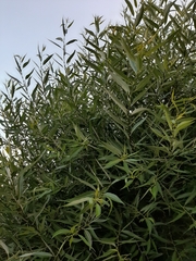 Salix